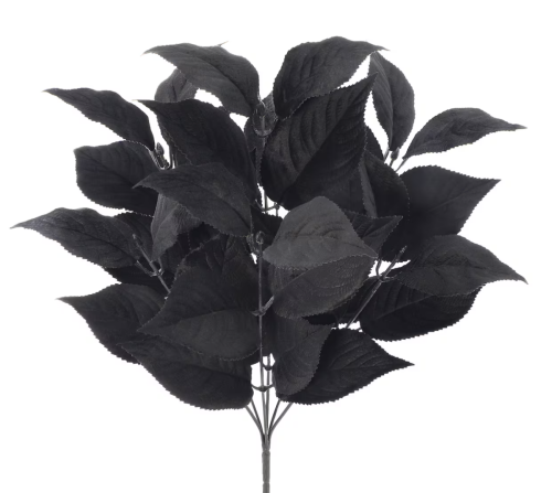 Black Leave Bush